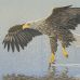 Erik van Ommen - Sea Eagle