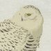 Erik van Ommen - Snowy Owl
