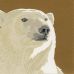 Erik van Ommen - Polar Bear