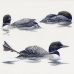 Erik van Ommen - Great Northern Diver or Common Loon