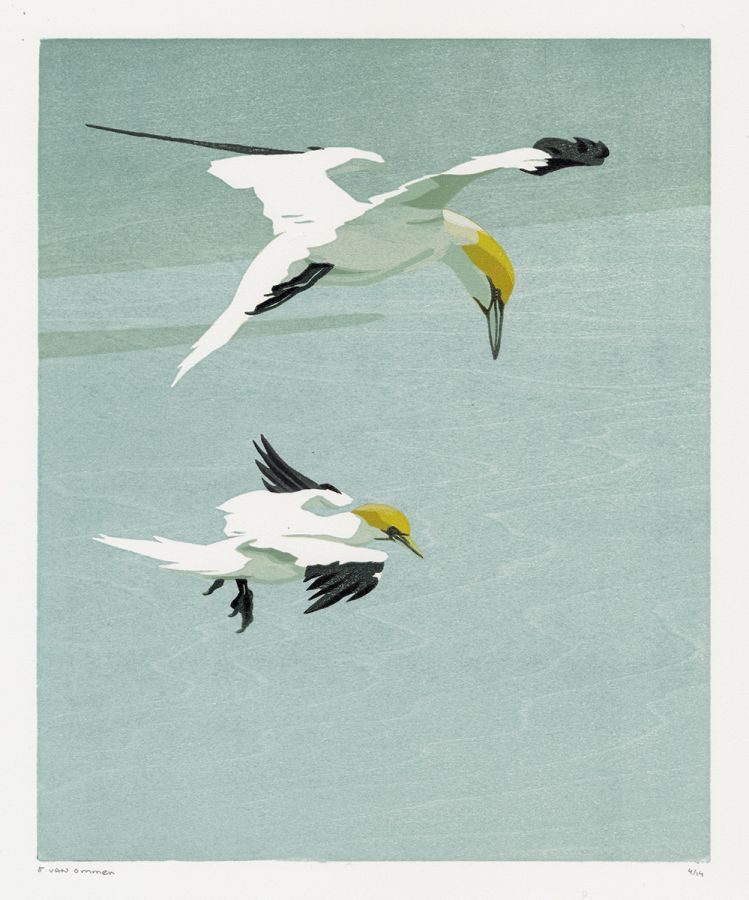 Erik van Ommen - Flying Gannets