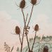 Laura Boswell - Vale Teasels