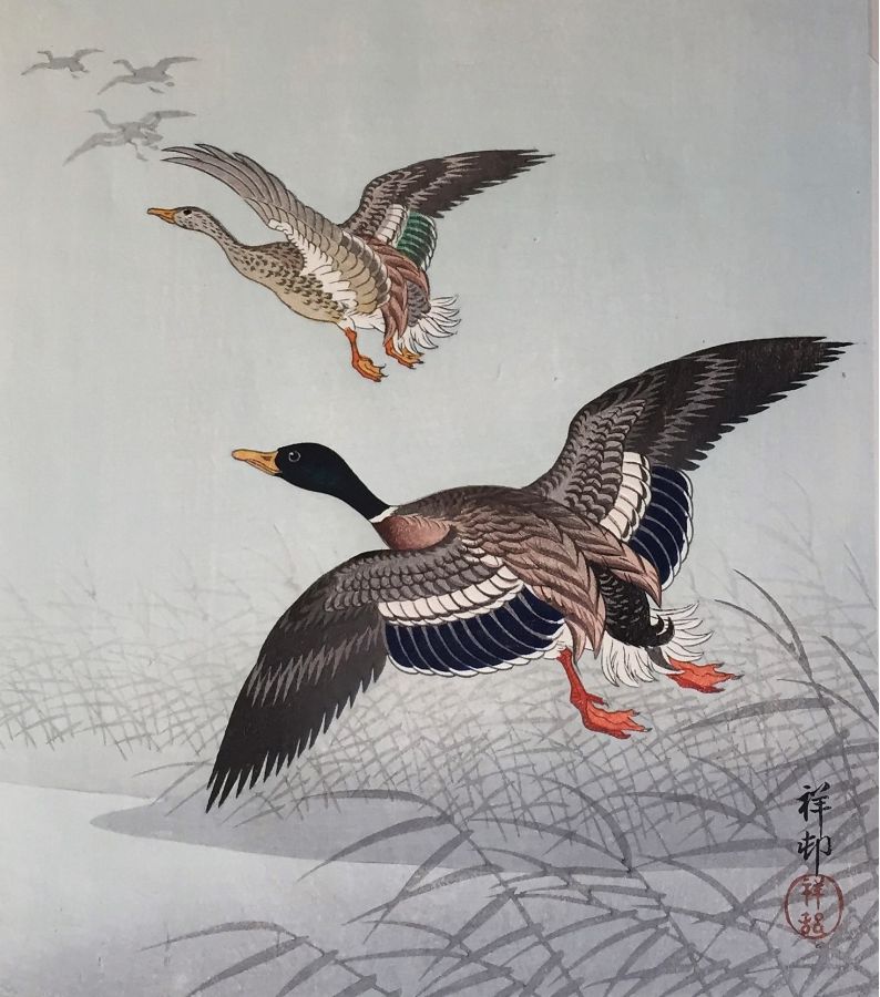 Ohara Koson - White Fronted Geese Flying above Reeds and Water.